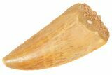 Serrated Raptor Tooth - Real Dinosaur Tooth #364718-1